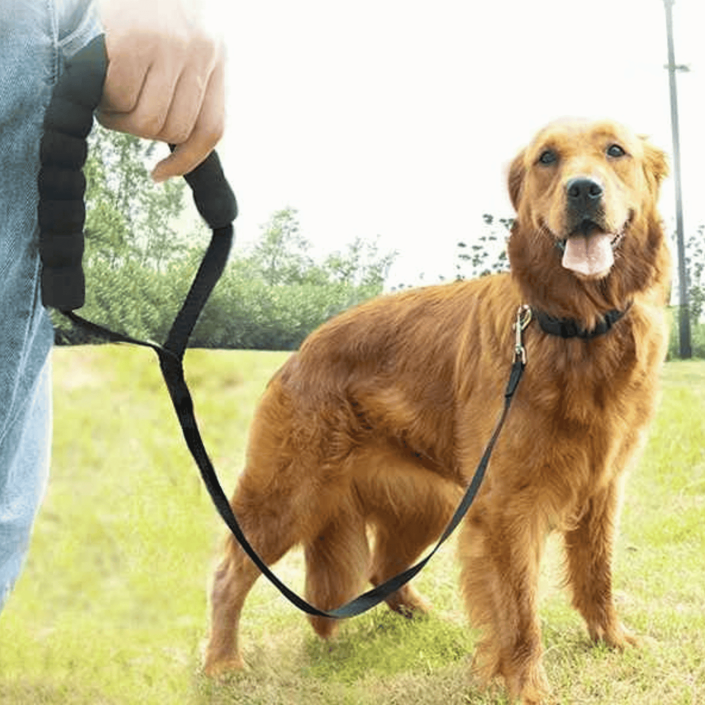 Extra Long Dog Training Lead & Recall Line with Padded Loop Handle | Heavy Duty Nylon