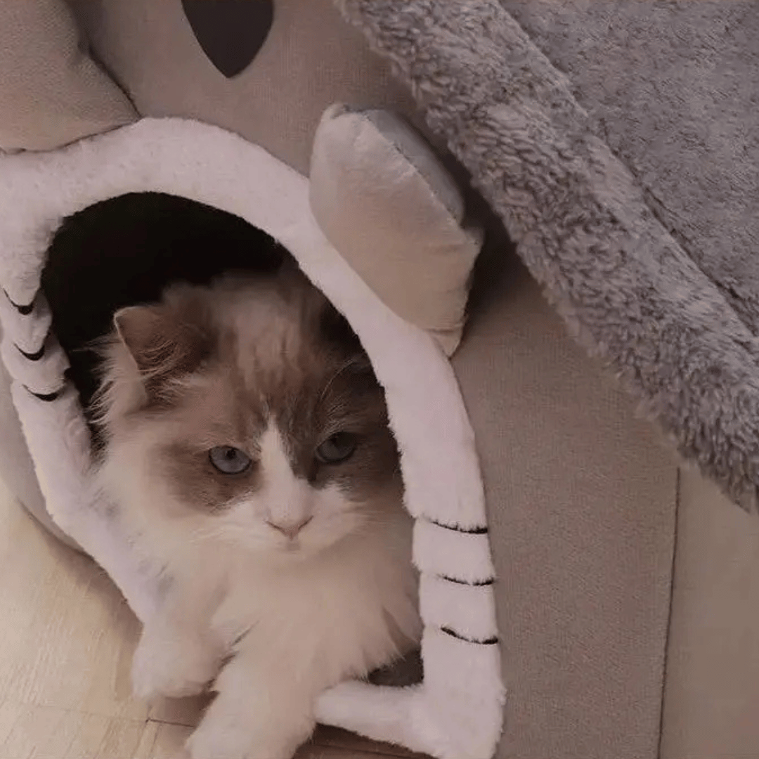 Little Ears Pet Bed House for Cats & Small Dogs 4