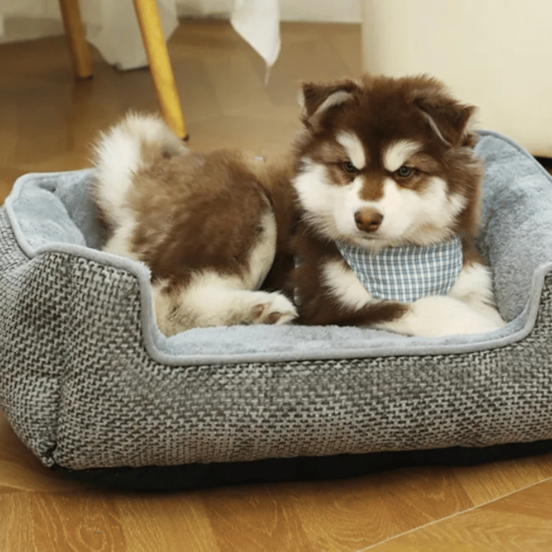 Thick & Comfy Dog Bed for Small Dogs & Cats 2