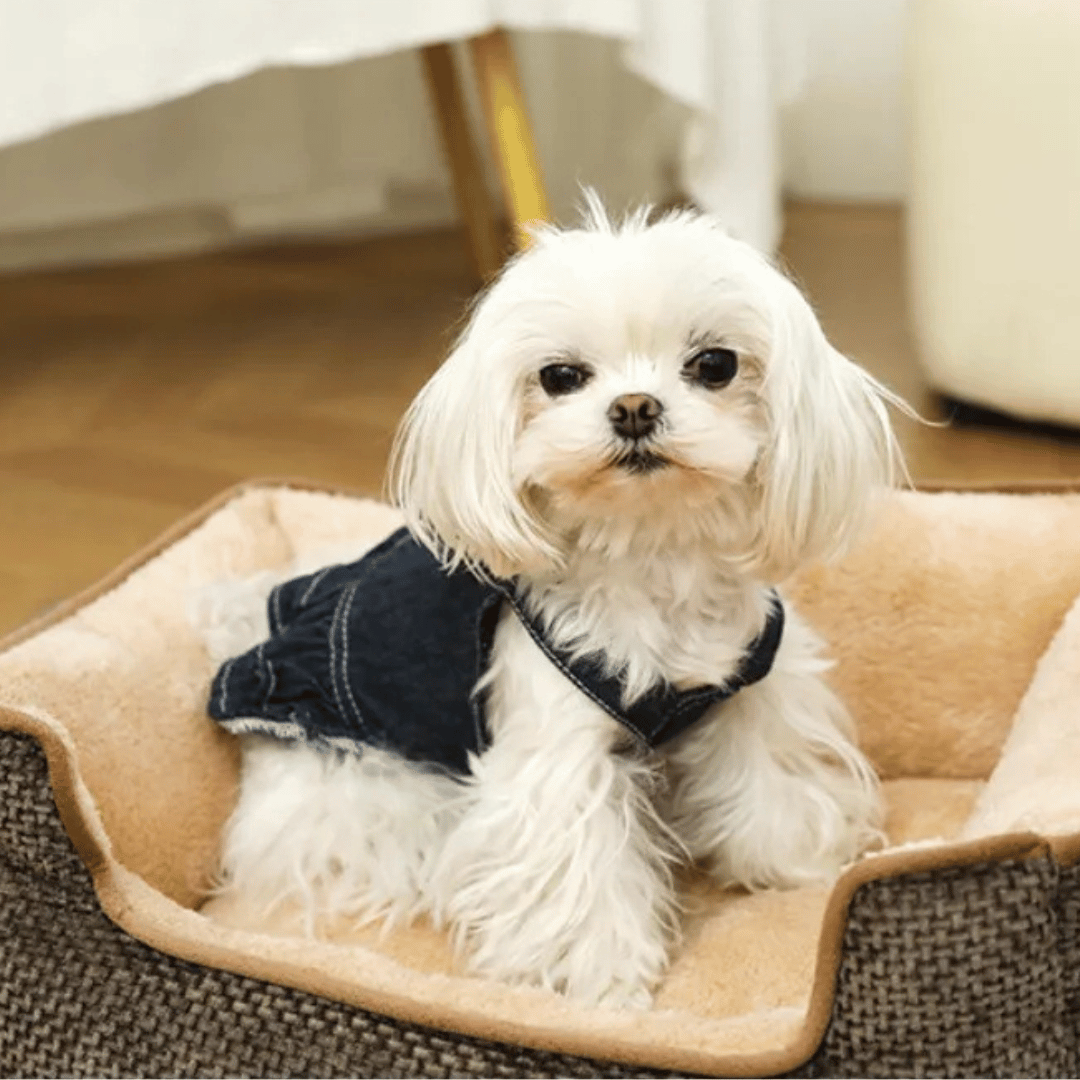 Thick & Comfy Dog Bed for Small Dogs & Cats 9